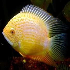 Acará Severum Gold md
