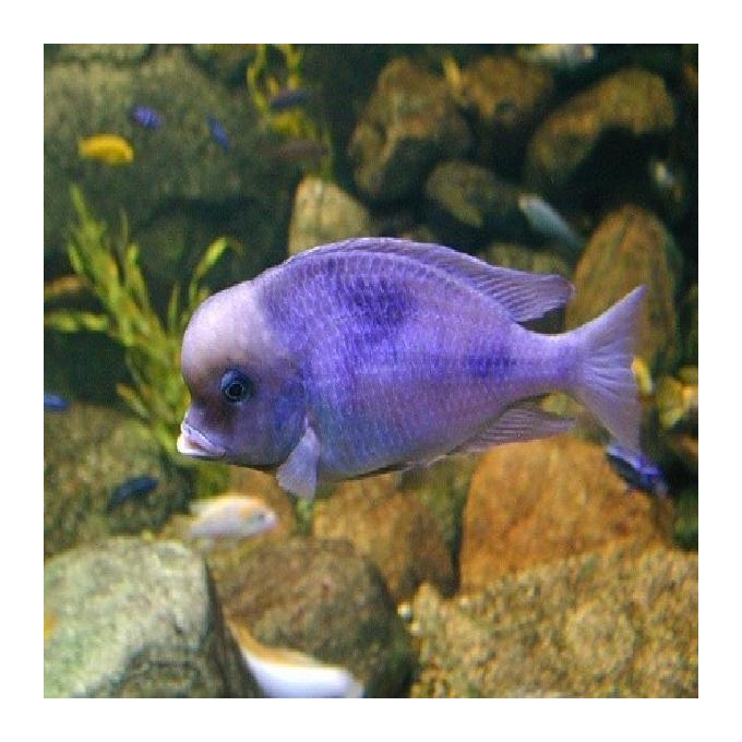 Cicl Cyrtocara Moori Md