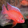 Cicl Aulonocara Fire Fish