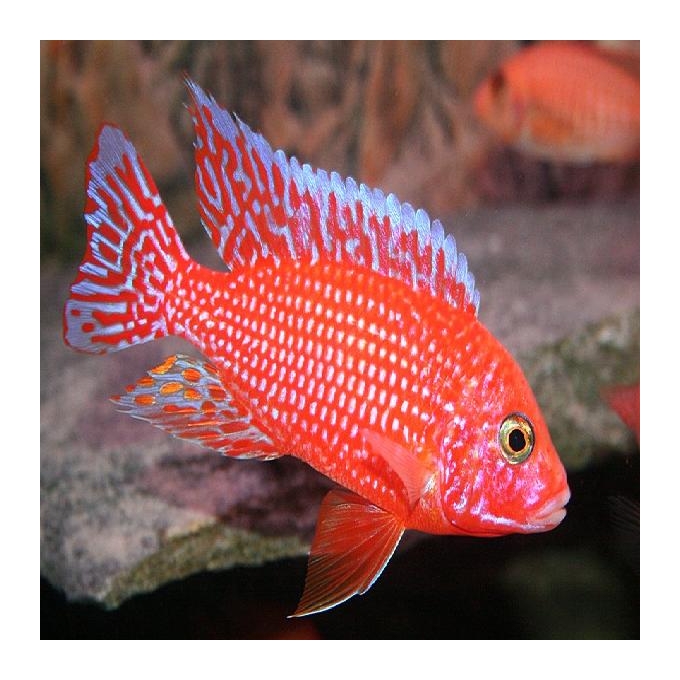 Cicl Aulonocara Fire Fish