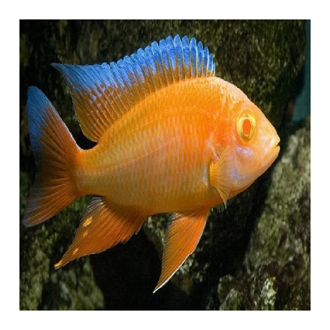 Cicl Aulonocara Eureka Albina