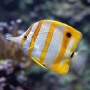 BUTTERFLY COPPERBAND