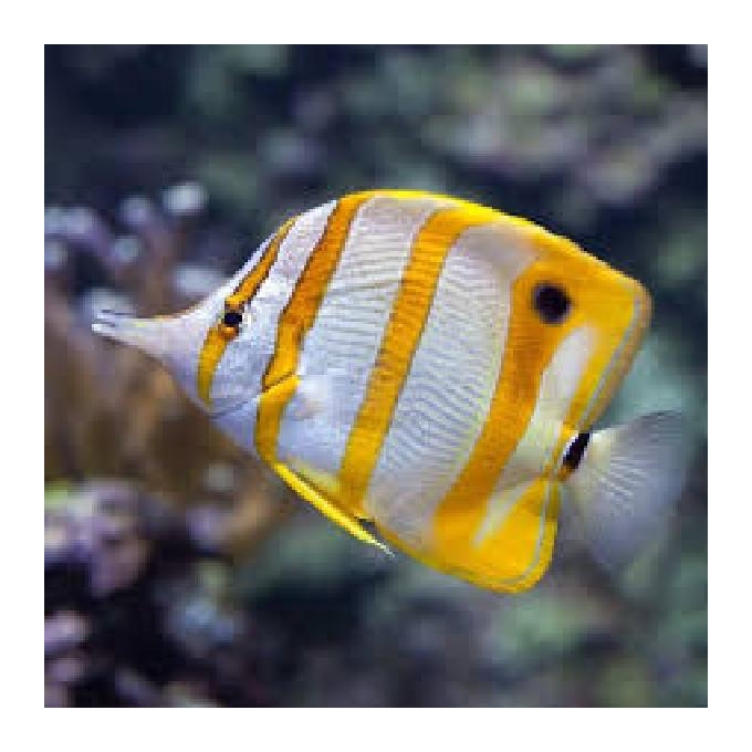 BUTTERFLY COPPERBAND