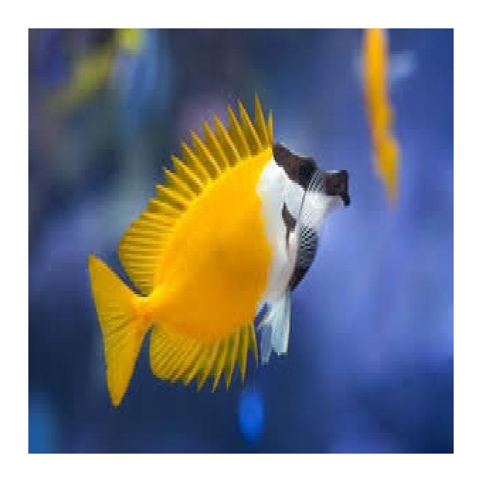 Fox Face Vulpinus pq