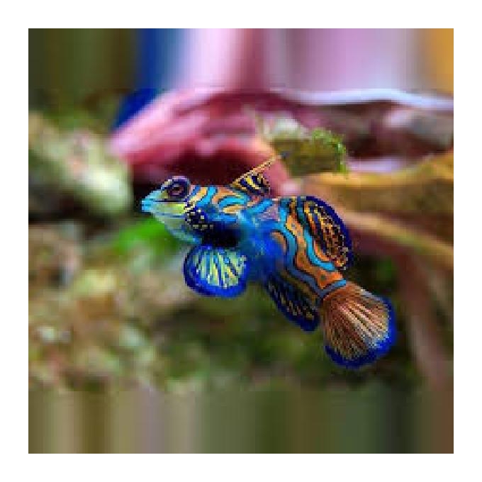 Goby Mandarin red Green md