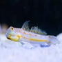 GOBY DAIMOND