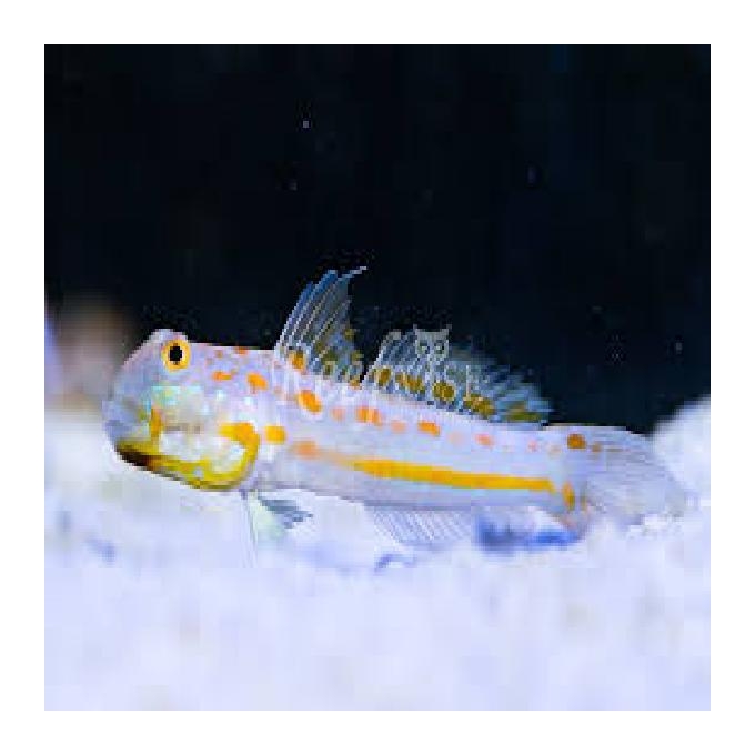 GOBY DAIMOND