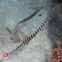 BANDED PIPEFISH