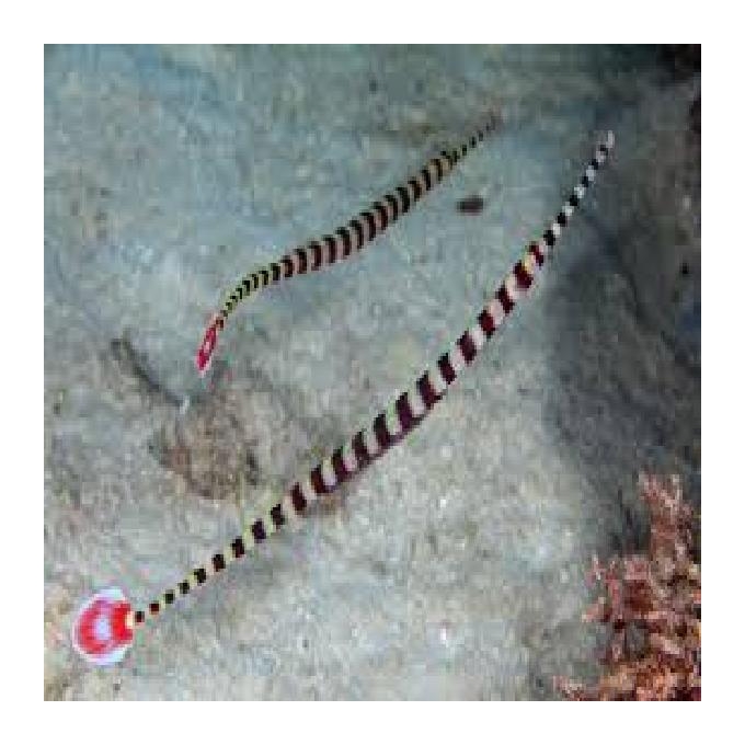 BANDED PIPEFISH