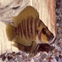 Cicl Altolamprologus calvus Gold Head Pq