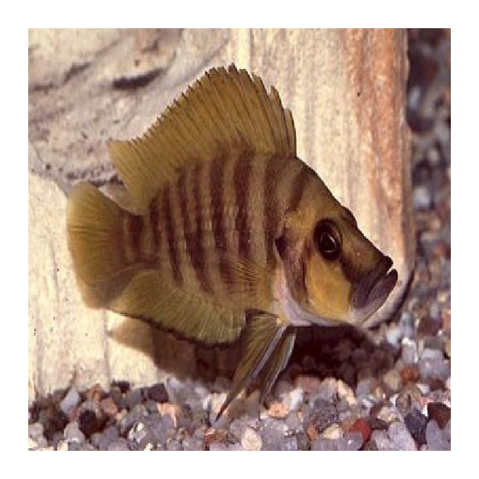 Cicl Altolamprologus calvus Gold Head Pq