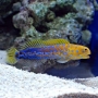 BLENNY JAWFISH blue