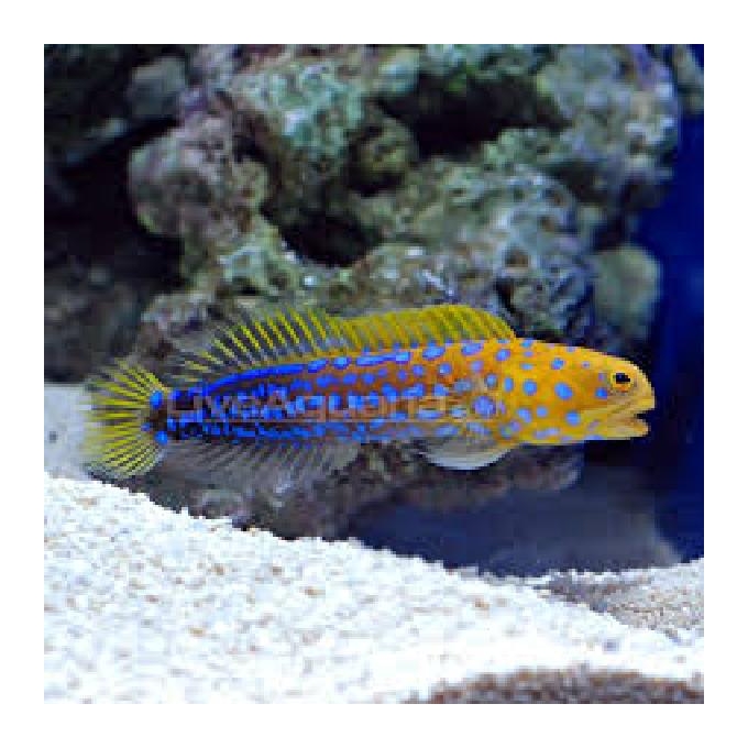 BLENNY JAWFISH blue