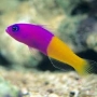 Pseudochromis Bicolor