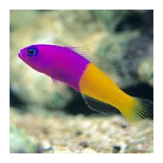 Pseudochromis Bicolor