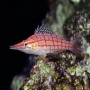 HAWKFISH LONGNOSE 