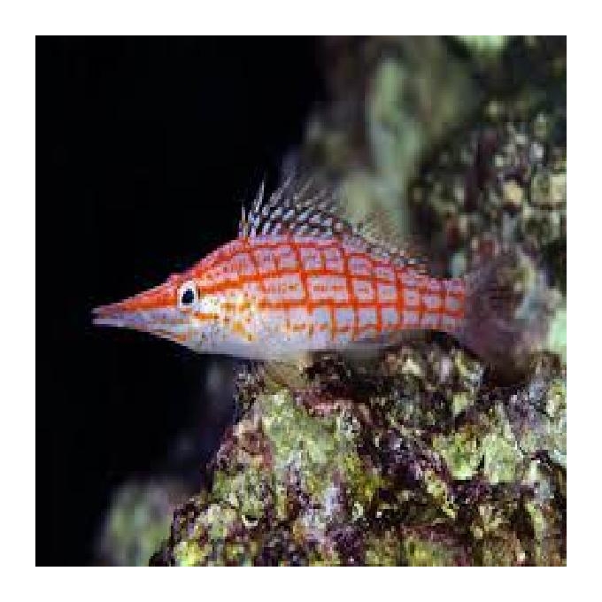 HAWKFISH LONGNOSE 