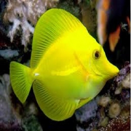 Tang Yellow 4/5cm