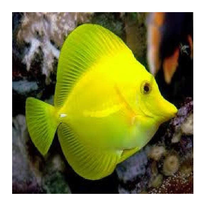 Tang Yellow 4/5cm