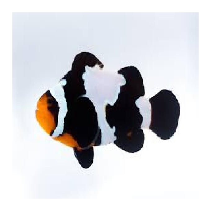 Palhaço Black Snow Flakes PQ