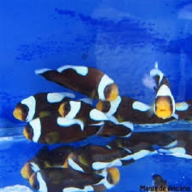 Palhaço Saddle Black md