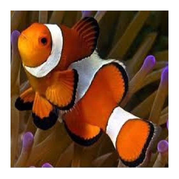 Palhaço Ocellaris Gr