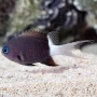 DON CHROMIS BICOLOR