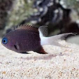 DON CHROMIS BICOLOR