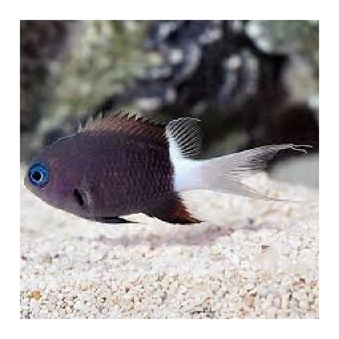 DON CHROMIS BICOLOR