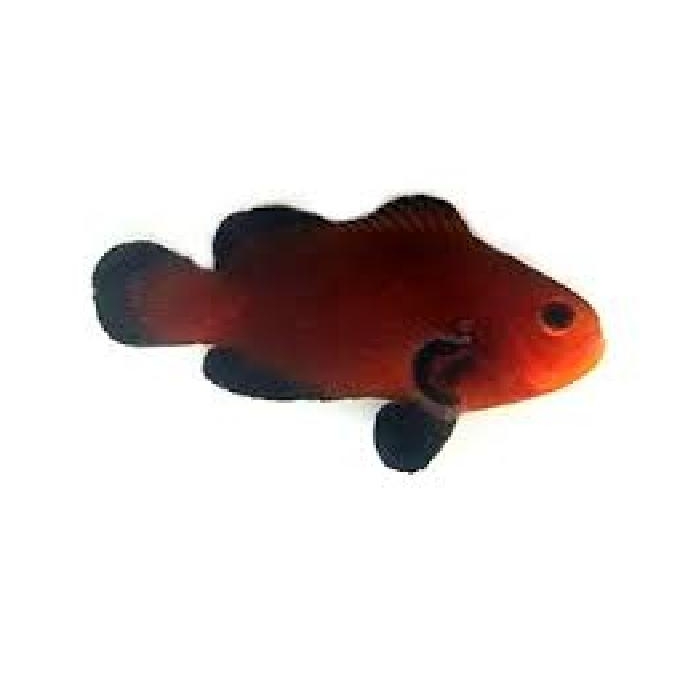 palhaco chocolate pq