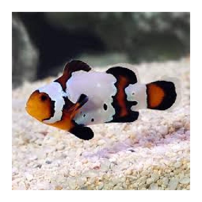 PALHACO BLACK ICE SNOW FLAKES PQ