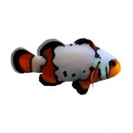 PALHACO BLACK ICE PQ