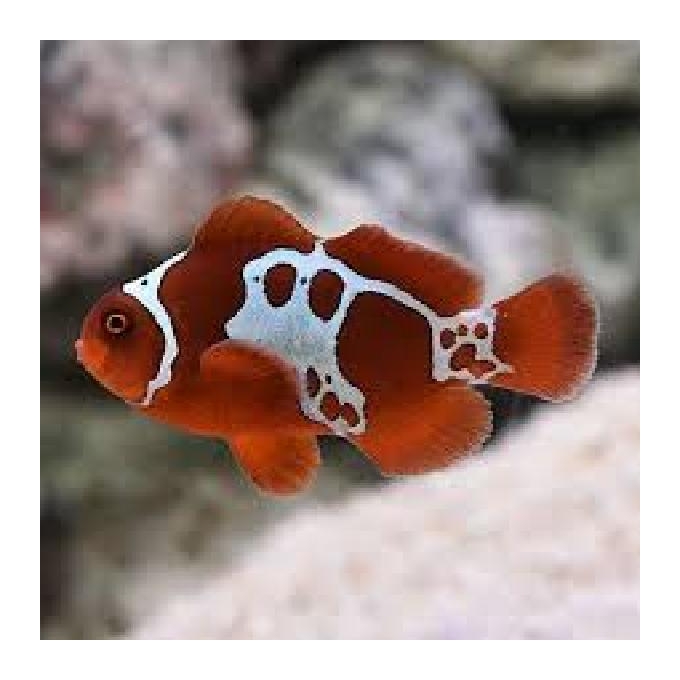 PALHACO MAROON LIGHTNING PQ