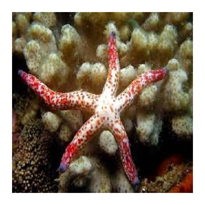 Estrela Linckia Verde/amarela