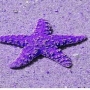 Estrela comet pale purple
