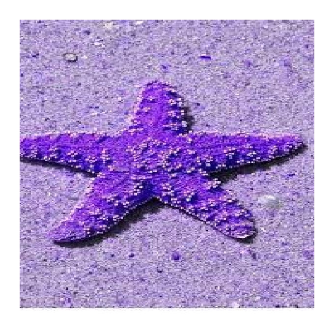 Estrela comet pale purple