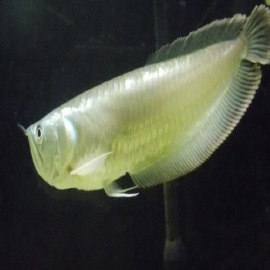 Aruana Prata 5/7Cm