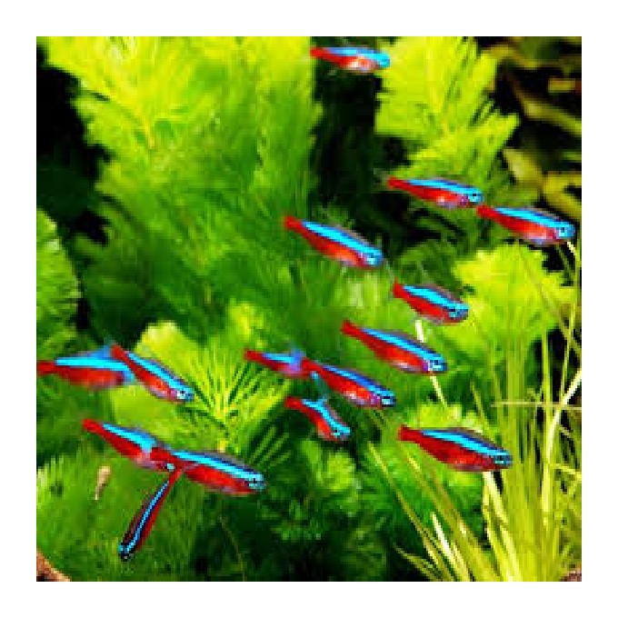 Tetra Neon Cardinal pq