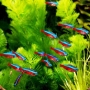 Tetra Neon Cardinal 