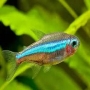 Tetra Neon Verde