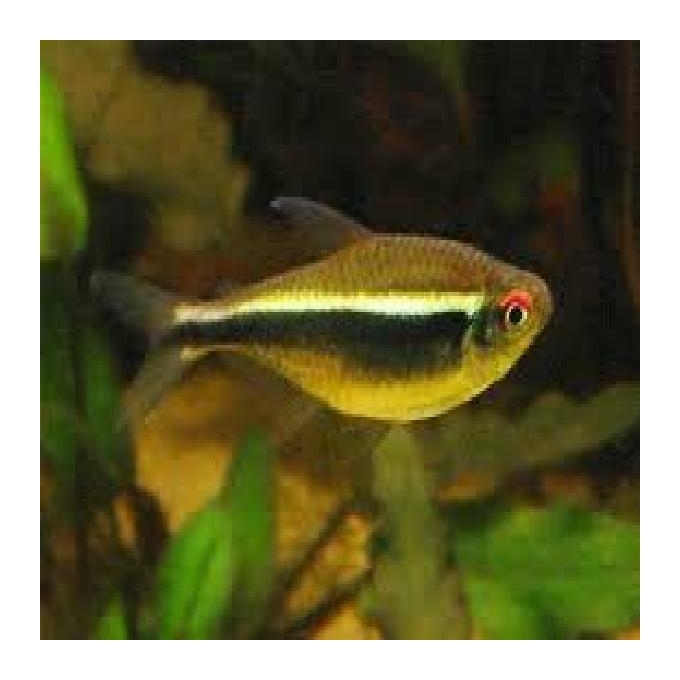 Tetra Neon Negro