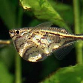Borboleta Strigata