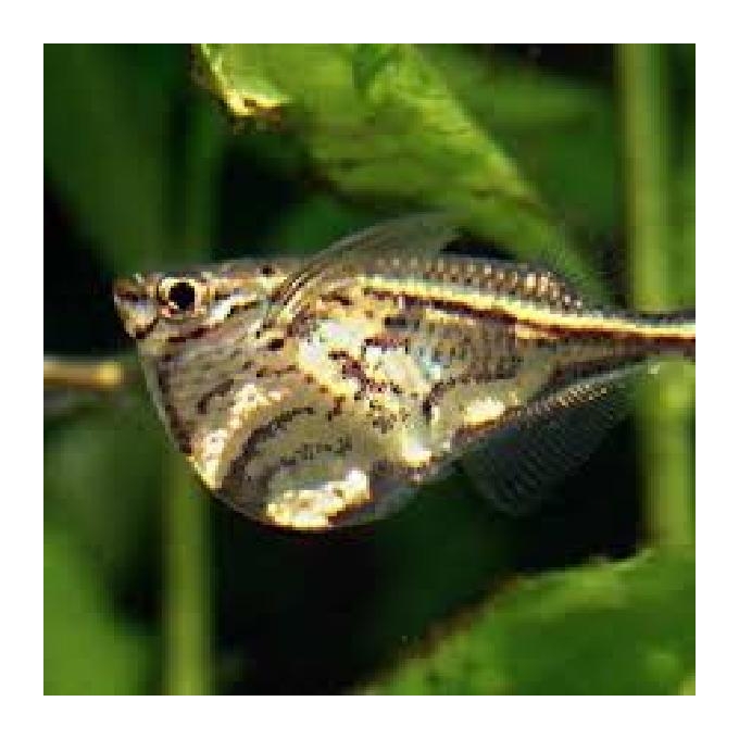 Borboleta Strigata