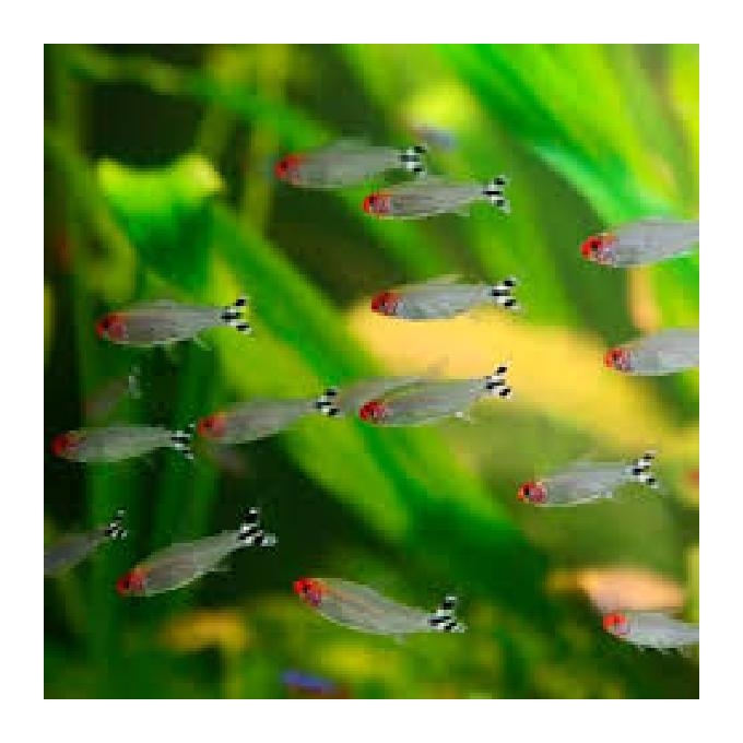 Tetra Rodostomus Pq