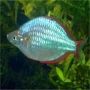 Melanotaenia Neon Pq