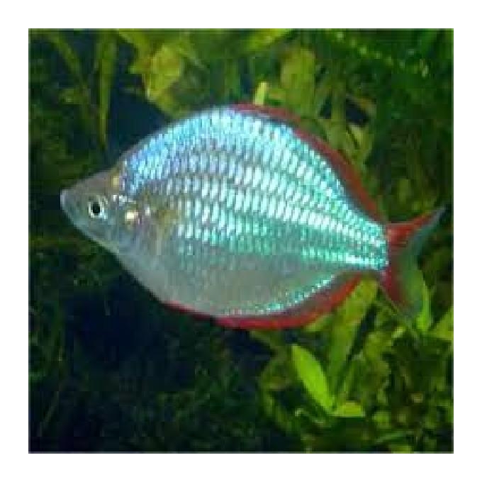 Melanotaenia Neon Pq