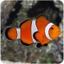 palhaco ocellaris pq