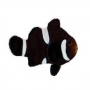 palhaco percula black misbar pq