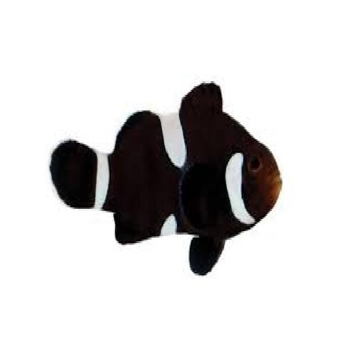 palhaco percula black misbar pq