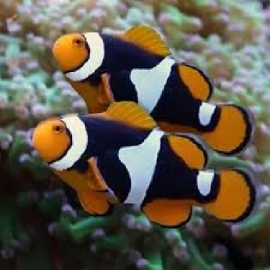 palhaco percula black pq